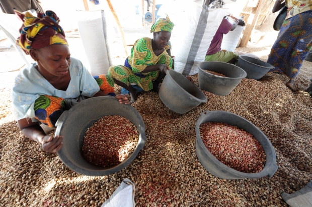 Chinese demand for peanuts boosts Senegal's economy