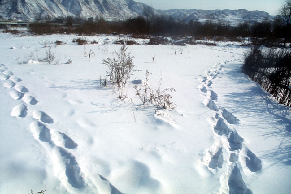 Footprints in the snow lead to the border between China and North Korea, January 2004. Defectors live in constant fear of being discovered.