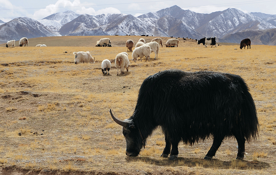 Climate Change, Not Grazing, Destroying the Tibetan Plateau | ChinaFile