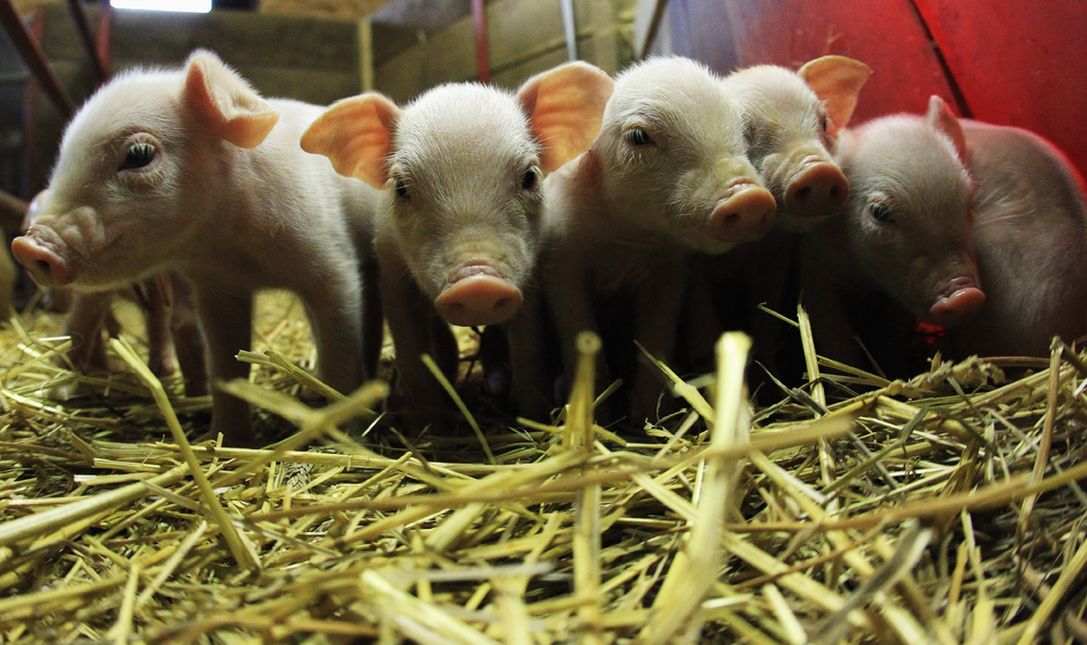 Who Will Feed China's Pigs? - Vimarsana News