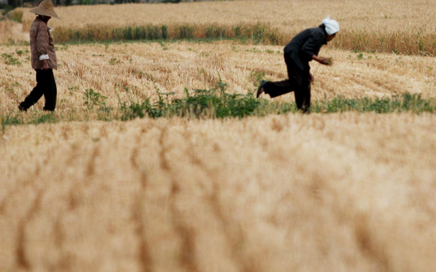 What to Do About China's Polluted Farmland? - Vimarsana News