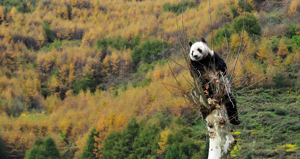 Millions Await News of Test-tube Panda Taotao's "Return" to the Wild - Vimarsana News