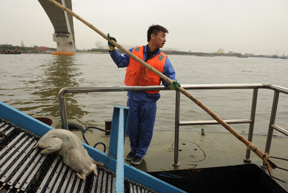 Pig Carcasses in Shanghai River Spawn Dark Humor on Chinese Internet - Vimarsana News