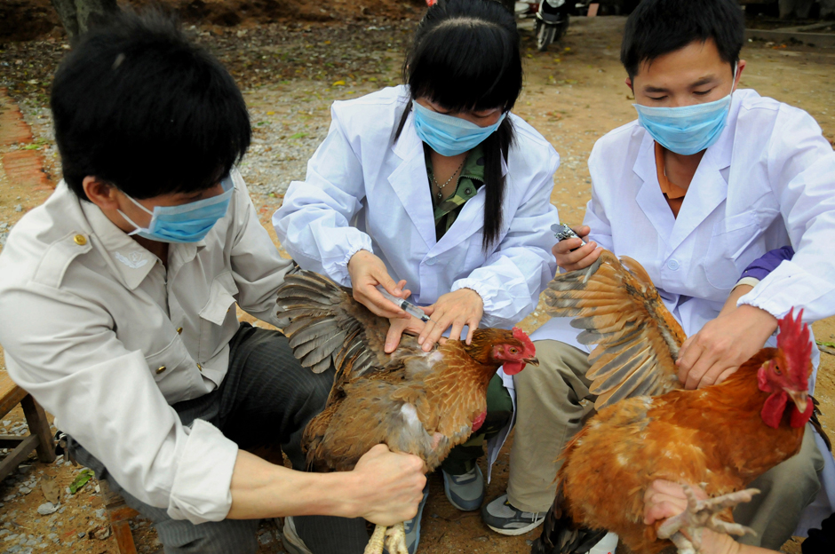 Bird Flu Fears: Should We Trust Beijing This Time? - Vimarsana News