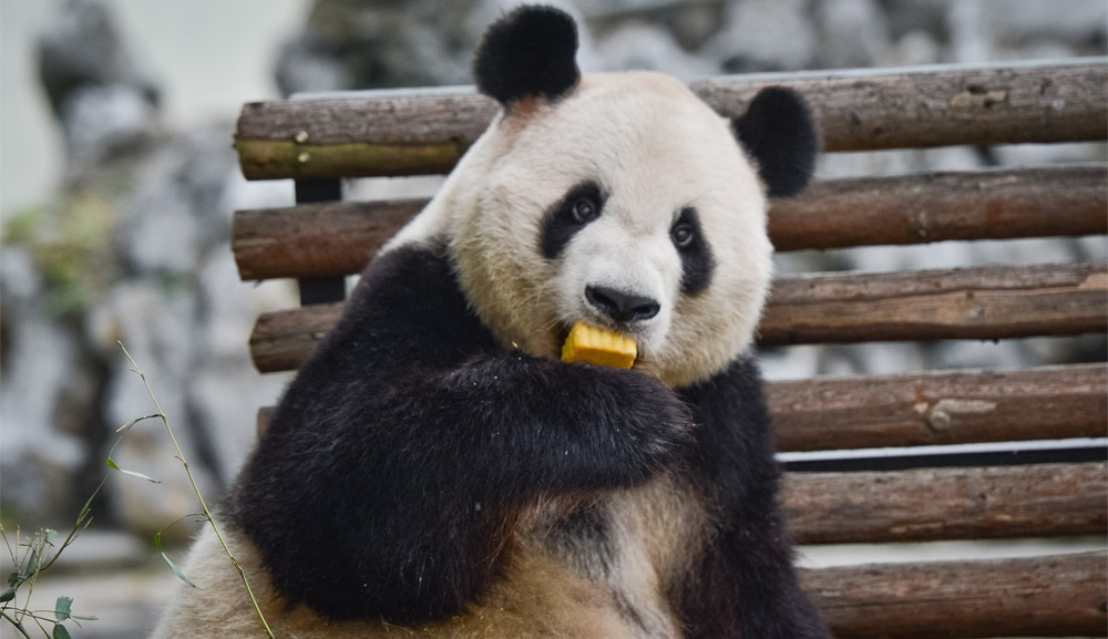 Pandas Were Monsters | ChinaFile