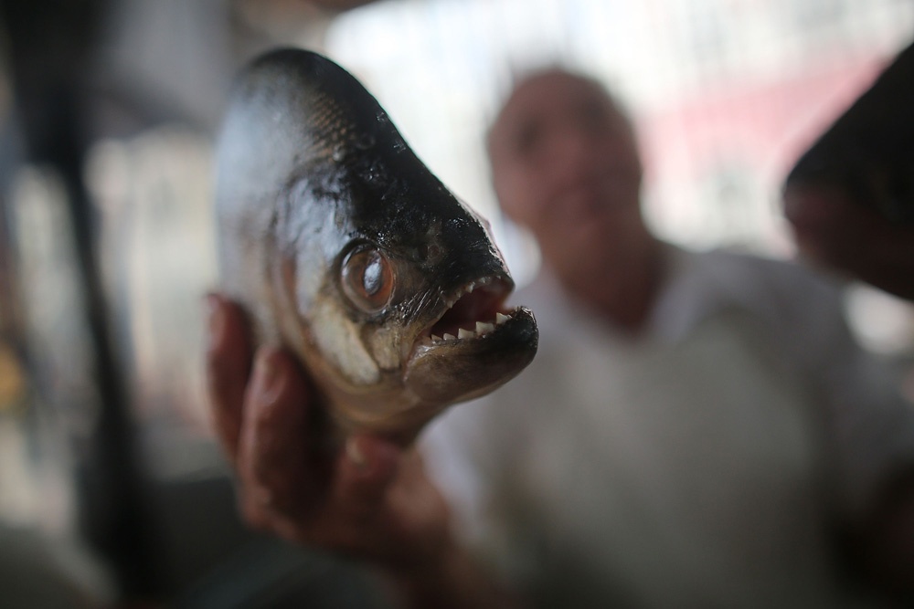 Attack of the Piranhas - Vimarsana News