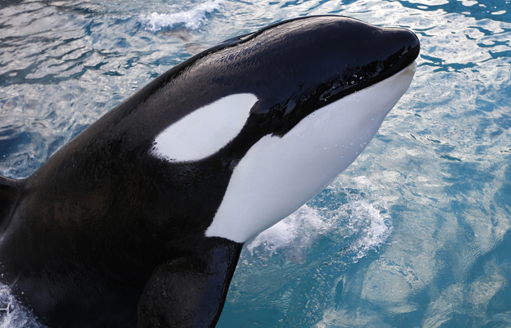 Why Defenders of Killer Whales Are Worried About China - Vimarsana News