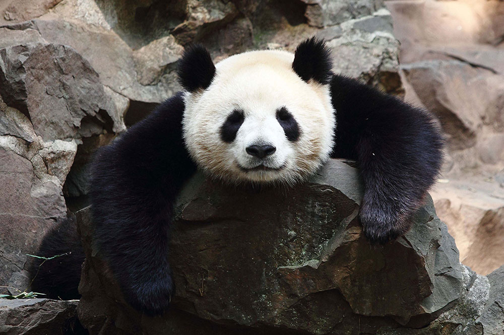 Beijing Says Panda Population Up 17%, But Experts Doubtful - Vimarsana News