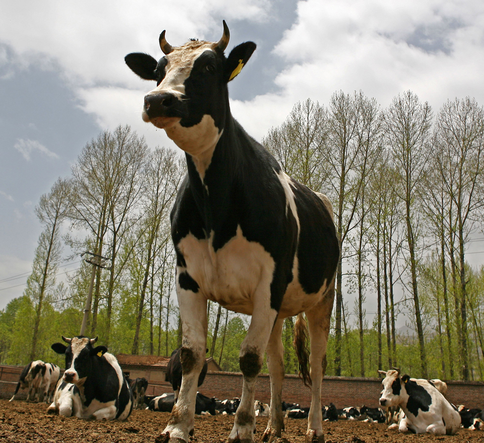 Milk Price War Puts Squeeze on China's Dairy Farmers - Vimarsana News