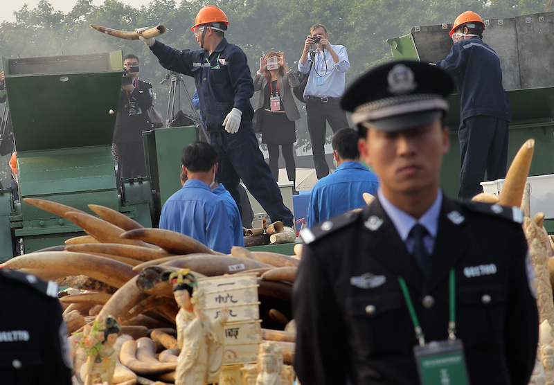 Can Beijing's Ivory Ban Save the Elephants? - Vimarsana News