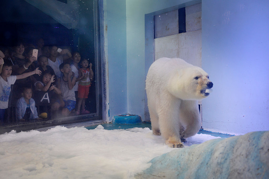 The World's Saddest Polar Bear | ChinaFile
