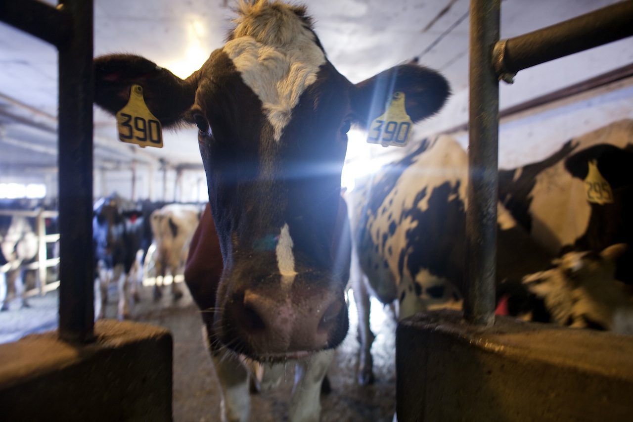 Should China Follow in America's Factory Farming Footsteps? - Vimarsana News