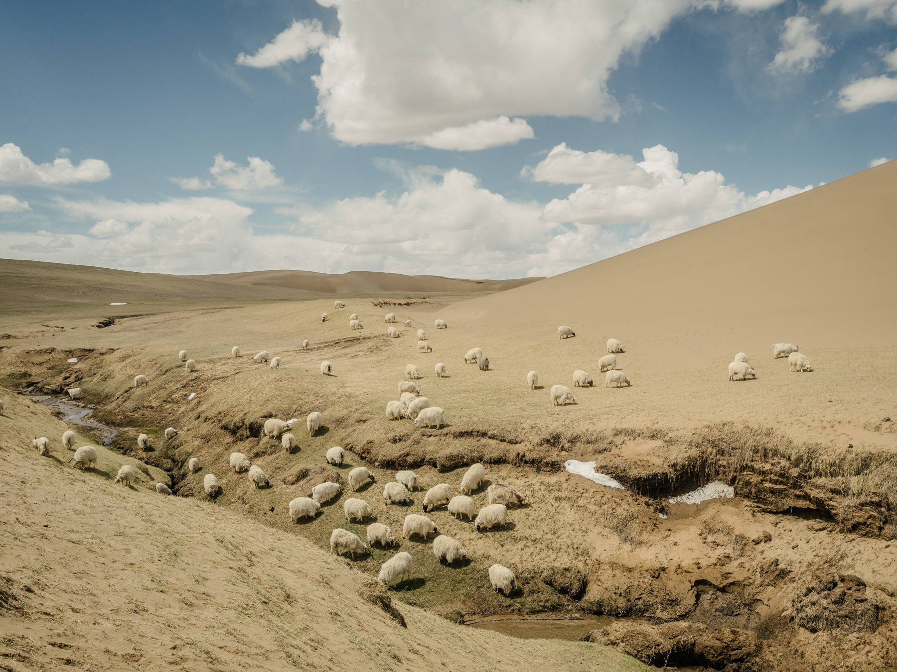 Sheep at the edge of a receding grassland. Experts are divided over whether overgrazing in this fragile region is one of the major causes of desertification.