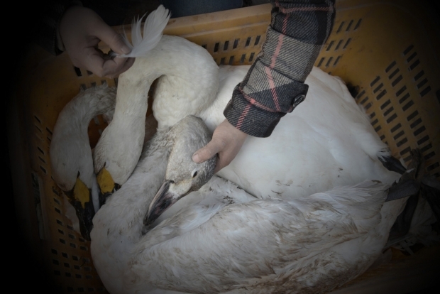 The Dead Swans of Dongting Lake | ChinaFile